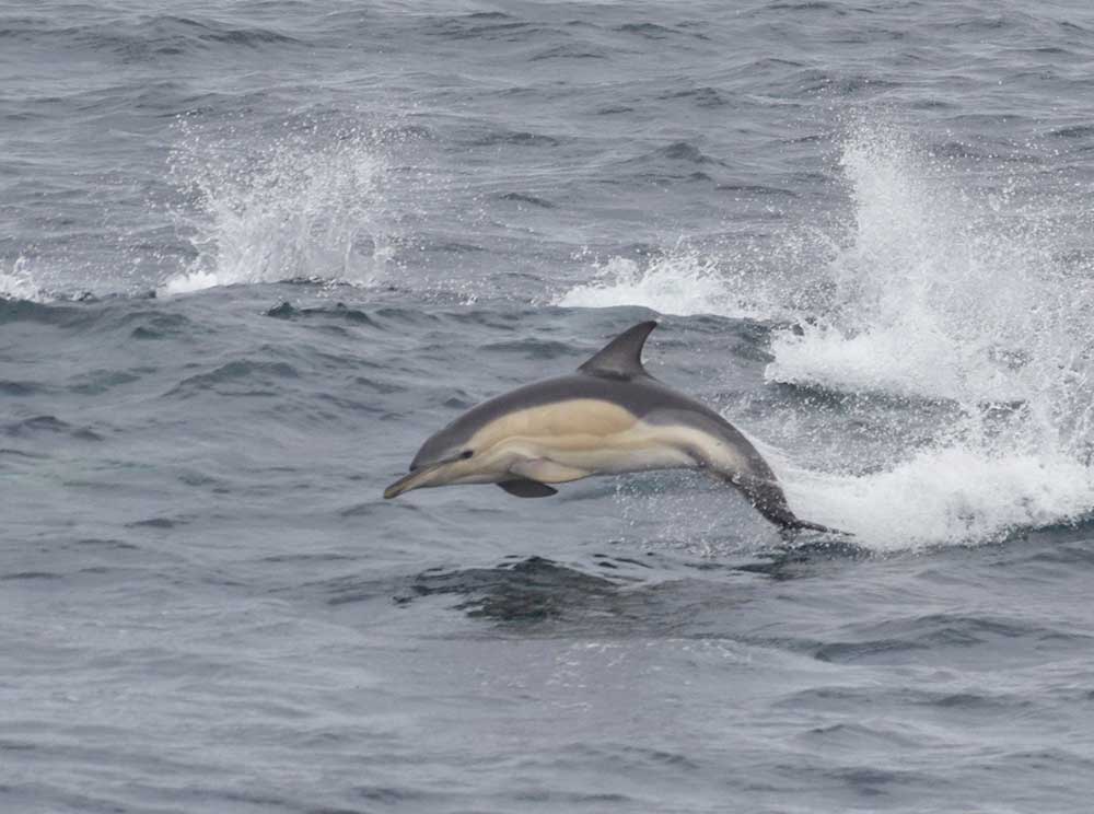 Dolphins in Weymouth